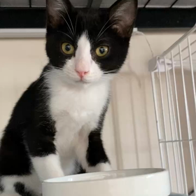 8月20日(日)参加猫メリ、ハリの画像