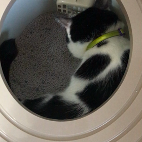 上からトイレすぐれものの画像