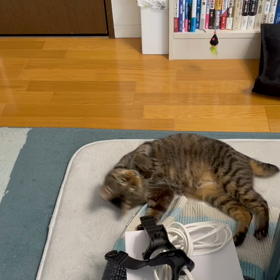 トラちゃん♀のツボ！の画像