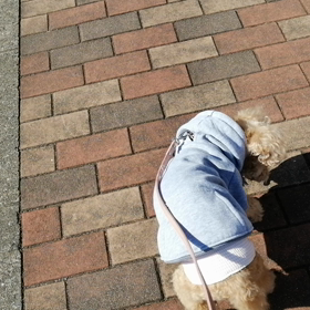 ポカポカ陽気　わんこの散歩の画像