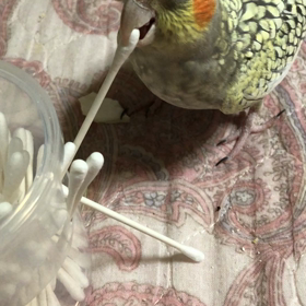 れおと綿棒の画像