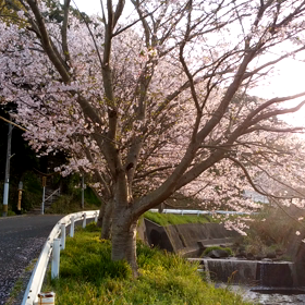 春を惜しむ…しかし！の画像