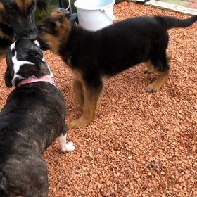 お散歩でニオイを嗅いでいるソレは犬のオシッコですの画像