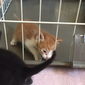 猫ケージからミルク猫脱走の画像