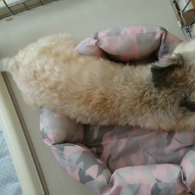 プリプリ(*´∀｀)の画像