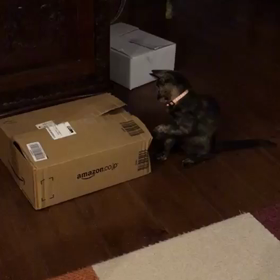 詩音くん、実音ちゃん正式譲渡の画像