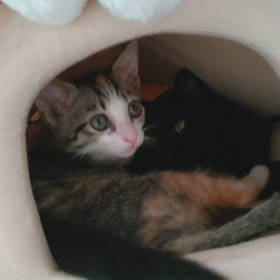 ひなちゃんとクゥちゃんの画像