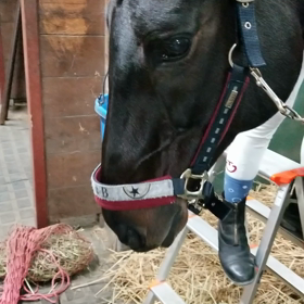 自由なボンネの画像