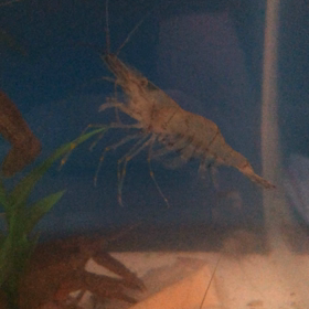 水の生き物の画像