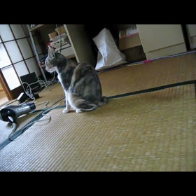 愛猫 FIP ？！ ドライタイプ？！の画像