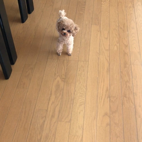 タップダンサーの画像