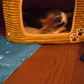 まろ～暴れるの巻きの画像