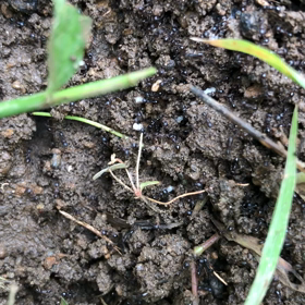 アリの巣『閲覧注意』の画像