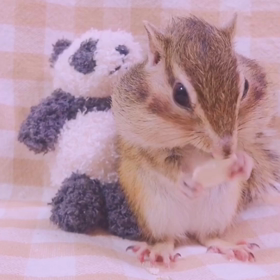 きんかん帽子ももたん♪の画像