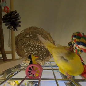 ずっこけひめら。の画像