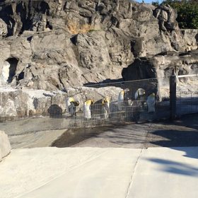 さるやま？の画像