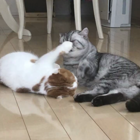 やめられない！の画像