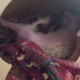 生後29日の画像