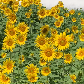 KIN75   青い鷲　白い世界の橋渡し　音10の画像