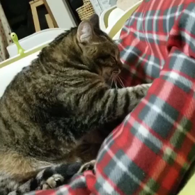 いや、そうじゃないけど可愛いから許しちゃう(*ฅ́˘ฅ̀*)♡の画像