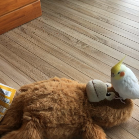 オカメインコとうーたんの画像