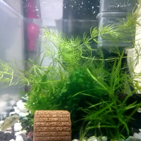 ぽっちゃり？の画像