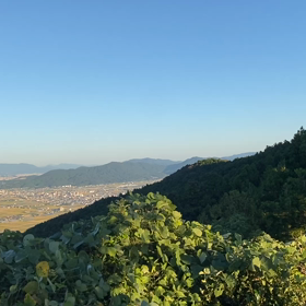 夕陽を見にの画像