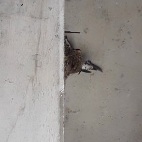 巣立ち間近の画像