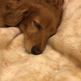 イビキ(´⊙ω⊙`)の画像