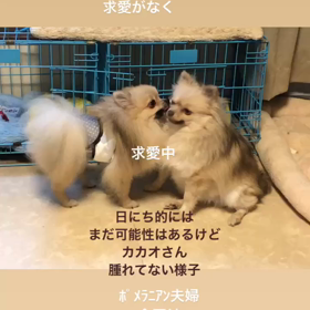 ﾎﾟﾒﾗﾆｱﾝ♡チワワの画像