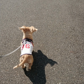 何事もなかった～!犬(-_-;)の画像