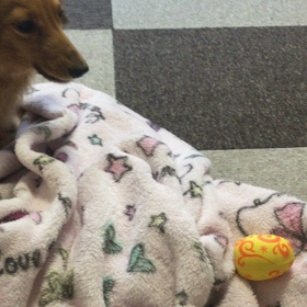 元気だからの画像