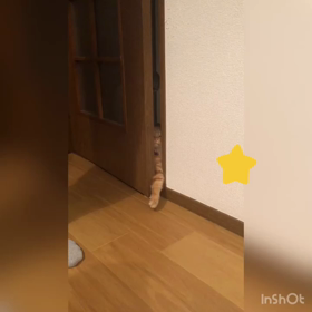 猫の画像