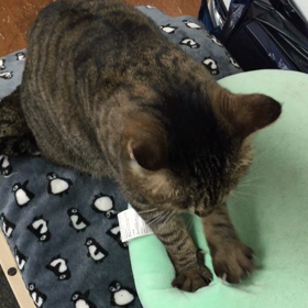 まる子 癒しのふみふみの画像