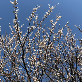 梅…満開です。の画像