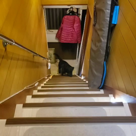 びびのそろりそろりの画像