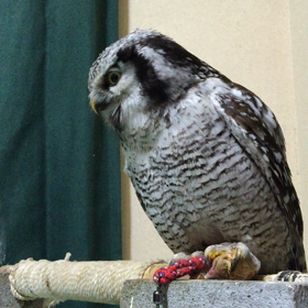 オナガフクロウのロッキーです。の画像