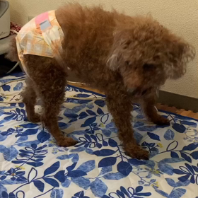 痴呆症も突然にの画像