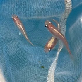 ピンクメダカの画像