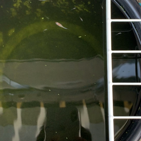 紅白ラメの画像