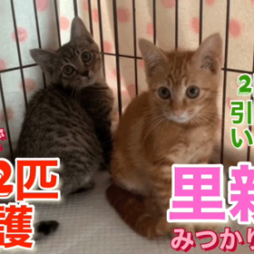 保護した2匹の子猫　　　の画像