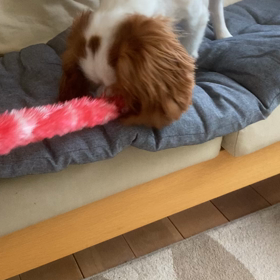 メルじゃらし...♪*ﾟの画像