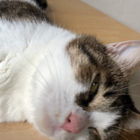 毎日2回の電話がだんだん面倒になって来た。保護猫デール！の画像