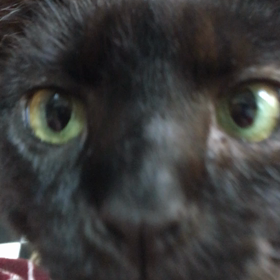 お土産争奪戦の画像