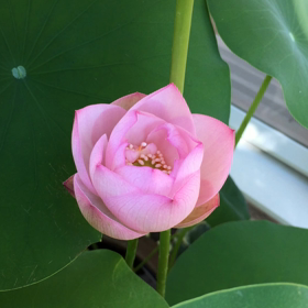 今日のガーデンの画像