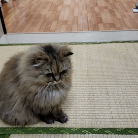 ねずみちゃんキャッチ！の画像