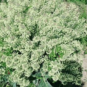 ブロッコリーのブーケの画像