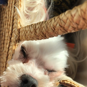 おネムですの画像