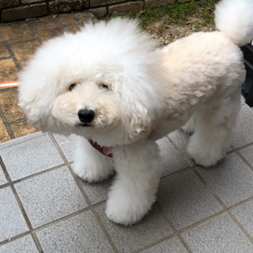 マフラー交換のインプレッションほかの画像