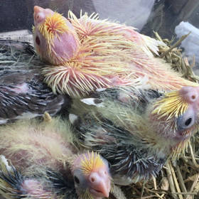 オカメインコの雛の画像
